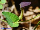 Vai al capitolo ARISTOLOCHIA ROTUNDA SUBSP. INSULARIS   Go to section ARISTOLOCHIA ROTUNDA SUBSP. INSULARIS