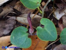 Vai al capitolo ARISTOLOCHIA TYRRHENA  Go to section ARISTOLOCHIA TYRRHENA