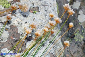 Armeria morisii (Spillone di Moris): i capolini nella fase di fruttificazione