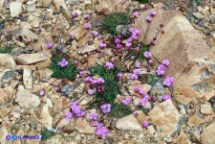 Spillone del Gennargentu (Armeria sardoa ssp. genargentea)