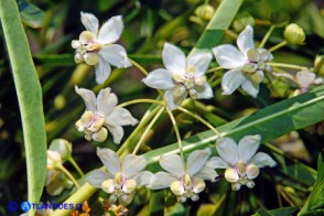 Falso cotone (Asclepias fruticosus)