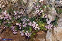 Stellina di Sardegna (Asperula pumila)