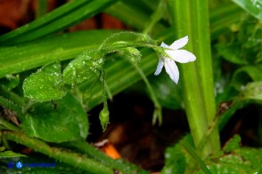 Borago pygmaea (Borragine di Sardegna)