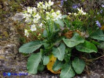 Vai al capitolo BRASSICA INSULARIS  Go to section BRASSICA INSULARIS