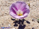 Vai al capitolo CONVOLVULUS SOLDANELLA   Go to section CONVOLVULUS SOLDANELLA