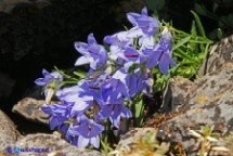 Campanula di Forsyth (Campanula Forsythii)