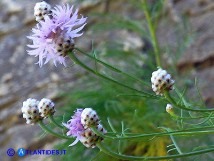 Vai al capitolo CENTAUREA FILIFORMIS SUBSP. FERULACEA Go to section CENTAUREA FILIFORMIS SUBSP. FERULACEA