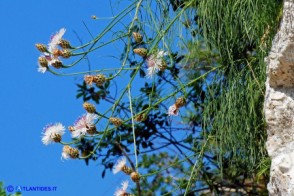 Fiordaliso di Oliena (Centaurea filiformis subsp. filiformis)