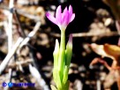 Vai al capitolo CENTAURIUM PULCHELLUM Go to section CENTAURIUM PULCHELLUM