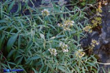 Camarezza sarda (Centhrantus amazonum)