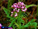 Vai al capitolo CENTRANTHUS CALCITRAPAE Go to section CENTRANTHUS CALCITRAPAE