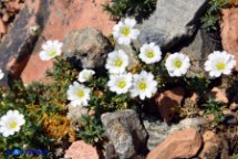 Peverina di Gibilterra (Cerastium boissierianum)