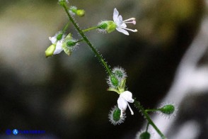 Circaea lutetiana (Erba maga comune)