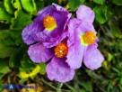 Vai al capitolo CISTUS CRETICUS SUBSP. ERIOCEPHALUS Go to section CISTUS CRETICUS SUBSP. ERIOCEPHALUS