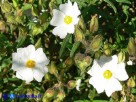 Vai al capitolo CISTUS MONSPELIENSIS. Go to section CISTUS MONSPELIENSIS