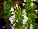 Vai al capitolo CLINOPODIUM NEPETA SUBSP. SPRUNERI Go to section CLINOPODIUM NEPETA SUBSP. SPRUNERI