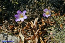 Colchico portoghese (Colchicum lusitanum)