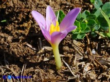 Vai al capitolo COLCHICUM ALPINUM SUBSP. PARVULUM  Go to section COLCHICUM ALPINUM SUBSP. PARVULUM