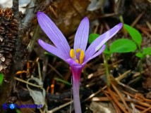 Vai al capitolo COLCHICUM CORSICUM  Go to section COLCHICUM CORSICUM