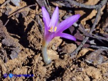 Vai al capitolo COLCHICUM NANUM  Go to section COLCHICUM NANUM