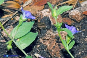 Convolvolo siciliano (Convolvulus siculus ssp. siculus)