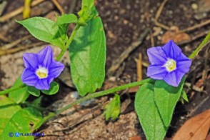 Convolvolo siciliano (Convolvulus siculus ssp. siculus)