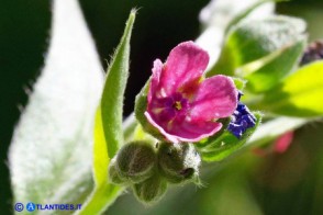  Lingua di cane della Barbagia (Cynoglossum barbaricinum)