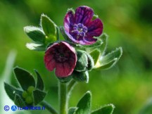 Vai al capitolo CYNOGLOSSUM BARBARICINUM  Go to section CYNOGLOSSUM BARBARICINUM