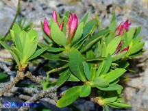 Vai al capitolo  DAPHNE OLEOIDES SUBSP. SARDOA Go to section  DAPHNE OLEOIDES SUBSP. SARDOA