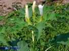 Vai al capitolo DATURA STRAMONIUM. Go to section  DATURA STRAMONIUM