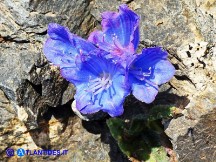 Vai al capitolo ECHIUM ANCHUSOIDES  Go to section ECHIUM ANCHUSOIDES