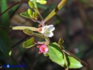 Vai al capitolo EPILOBIUM COLLINUM   Go to section EPILOBIUM COLLINUM