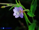 Vai al capitolo EPILOBIUM MONTANUM   Go to section EPILOBIUM MONTANUM