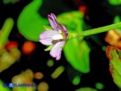 Vai al capitolo EPILOBIUM OBSCURUM   Go to section EPILOBIUM OBSCURUM