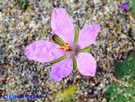 Vai al capitolo ERODIUM LACINIATUM   Go to section ERODIUM LACINIATUM