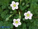 Vai al capitolo ERODIUM MARITIMUM   Go to section ERODIUM MARITIMUM