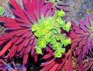 Vai al capitolo  EUPHORBIA SEGETALIS VAR. PINEA Go to section  EUPHORBIA SEGETALIS VAR. PINEA
