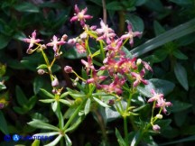 Vai al capitolo GALIUM CORSICUM  Go to section GALIUM CORSICUM