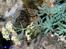 Vai al capitolo GALIUM GLAUCOPHYLLUM  Go to section GALIUM GLAUCOPHYLLUM