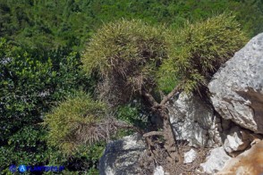 Ginestra d'Ogliastra (Genista cadasonensis)