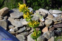 Genziana maggiore (Gentiana lutea)