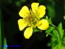 Vai al capitolo GEUM URBANUM Go to section GEUM URBANUM