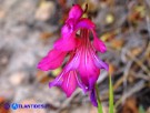 Vai al capitolo GLADIOLUS BYZANTINUS Go to section GLADIOLUS BYZANTINUS