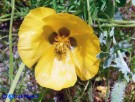 Vai al capitolo GLAUCIUM FLAVUM. Go to section  GLAUCIUM FLAVUM