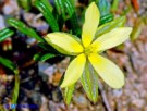 Vai al capitolo HELIANTHEMUM AEGYPTIACUM Go to section HELIANTHEMUM AEGYPTIACUM