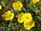 Vai al capitolo HELIANTHEMUM CROCEUM Go to section  HELIANTHEMUM CROCEUM