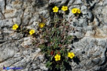 Eliantemo di Allioni (Helianthemum oelandicum ssp. allionii)