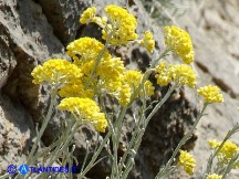 Vai al capitolo HELICHRYSUM SAXATILE SUBSP. SAXATILE  Go to section HELICHRYSUM SAXATILE SUBSP. SAXATILE