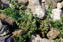 Erniaria di Litardière (Herniaria latifolia ssp. litardierei)