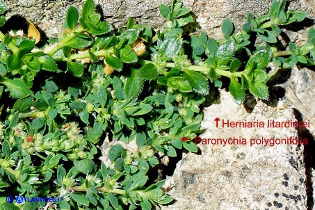 Paronychia polygonifolia ed Herniaria litardierei